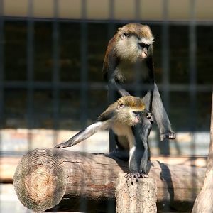 Mona monkeys copulation