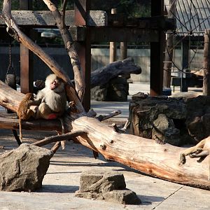 Hamadryas baboon resting in the morning