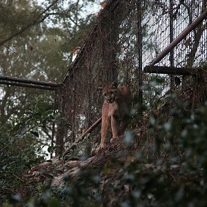 Guo Guo the cougar climbing onto the rock