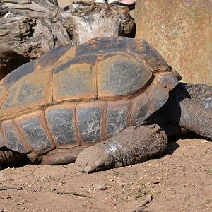Aldabran Giant Tortoise - September 2015