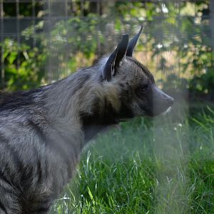 Arabian Striped Hyena - September 2015