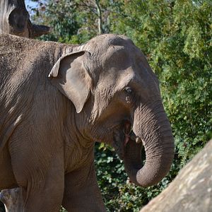 Asian Elephant - September 2015