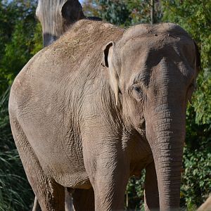 Asian Elephant - September 2015