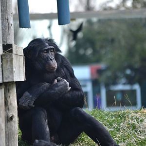 Bonobo - September 2015