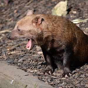 Bush Dog - September 2015