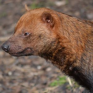 Bush Dog - September 2015