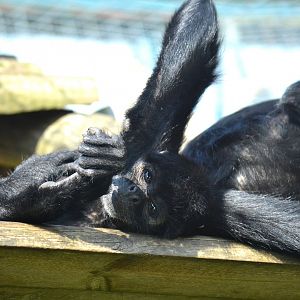 Colombian Black Spider Monkey - September 2015