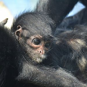 Colombian Black Spider Monkey - September 2015