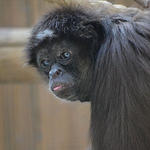 Colombian Black Spider Monkey - September 2015