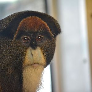 De Brazza Monkey - September 2015