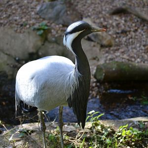 Demoiselle Crane - September 2015