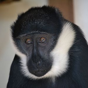 L'hoest's Monkey - September 2015