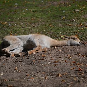 Vicuna - September 2015