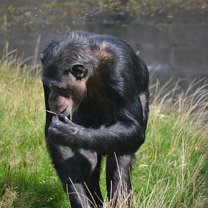 Western Common Chimpanzee - September 2015