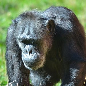 Western Common Chimpanzee - September 2015