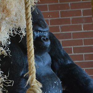 Western Lowland Gorilla - September 2015