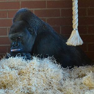 Western Lowland Gorilla - September 2015