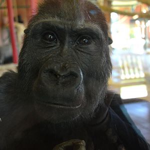 Western Lowland Gorilla - September 2015