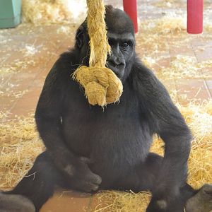 Western Lowland Gorilla - September 2015