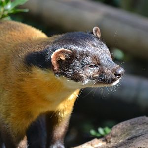 Yellow Throated Marten - September 2015
