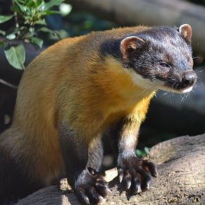 Yellow Throated Marten - September 2015