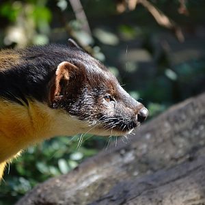 Yellow Throated Marten - September 2015