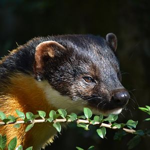 Yellow Throated Marten - September 2015