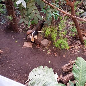 Fellow Xenarthrans, August 2017