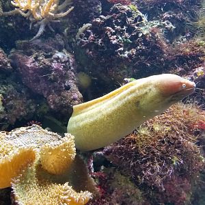 Moray Eel, August 2017