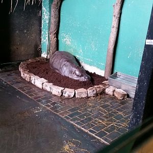 Pygmy Hippo, September 2018