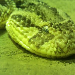 Puff Adder, September 2018