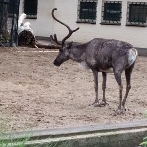 Reindeer with one antler, October 2018