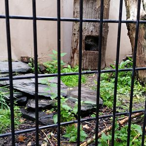 Tree Porcupine in tree, October 2018