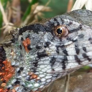 Chinese Crocodile Lizard close-up, October 2018