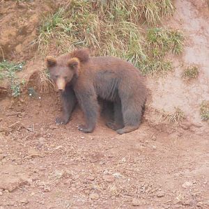 Eurasian brown bear (Cabarceno 2013)