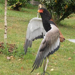 Bateleur (Cabarceno 2013)
