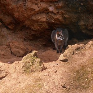 Bennet's wallaby (Cabarceno 2013)