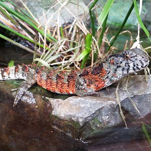 Chinese Crocodile Lizard, October 2018
