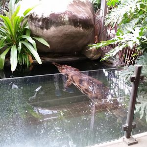 False Gharial, October 2018