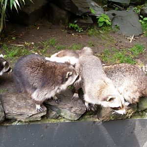 Raccoons & Striped Skunk, October 2018