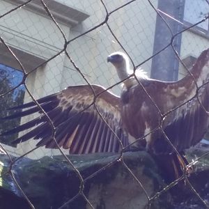 Griffon Vulture, October 2018
