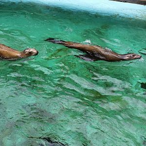 California Sea Lions, October 2018