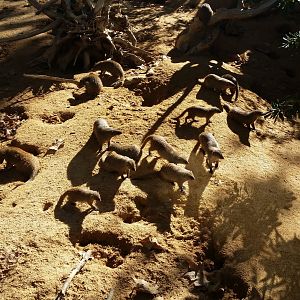 Banded Mongoose mob, October 2017