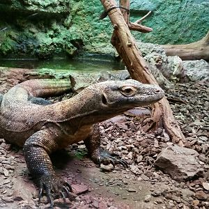 Komodo Dragon in small exhibit, October 2017