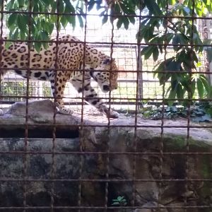 Jaguar or Sri Lankan Leopard?