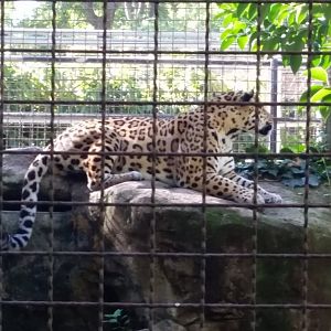 Jaguar or Sri Lankan Leopard?