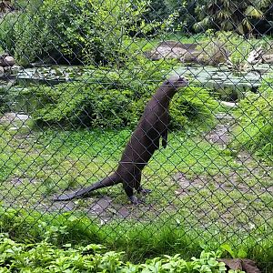 Giant Otter, August 2017