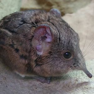 Short-Eared Sengi, August 2017