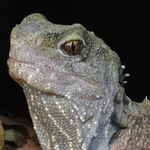 Tuatara, July 2019