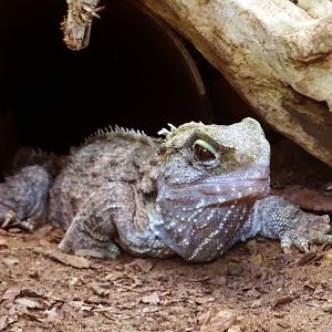Tuatara, July 2019